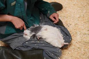 モルモットの〇〇シリーズ〜だっこ編〜|第四弾