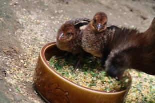 カンムリセイランひなっこ成長記#7