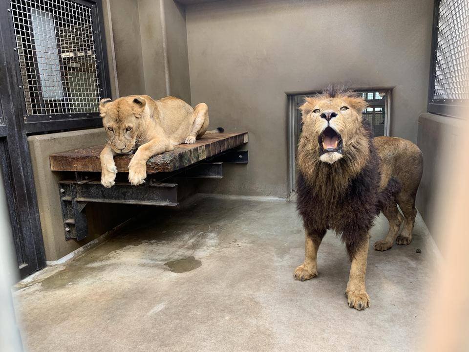 シドウとフラビアの写真