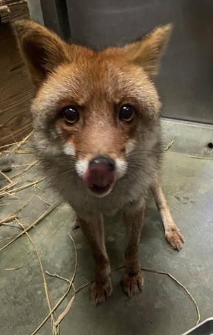 コウシロウ元気です!