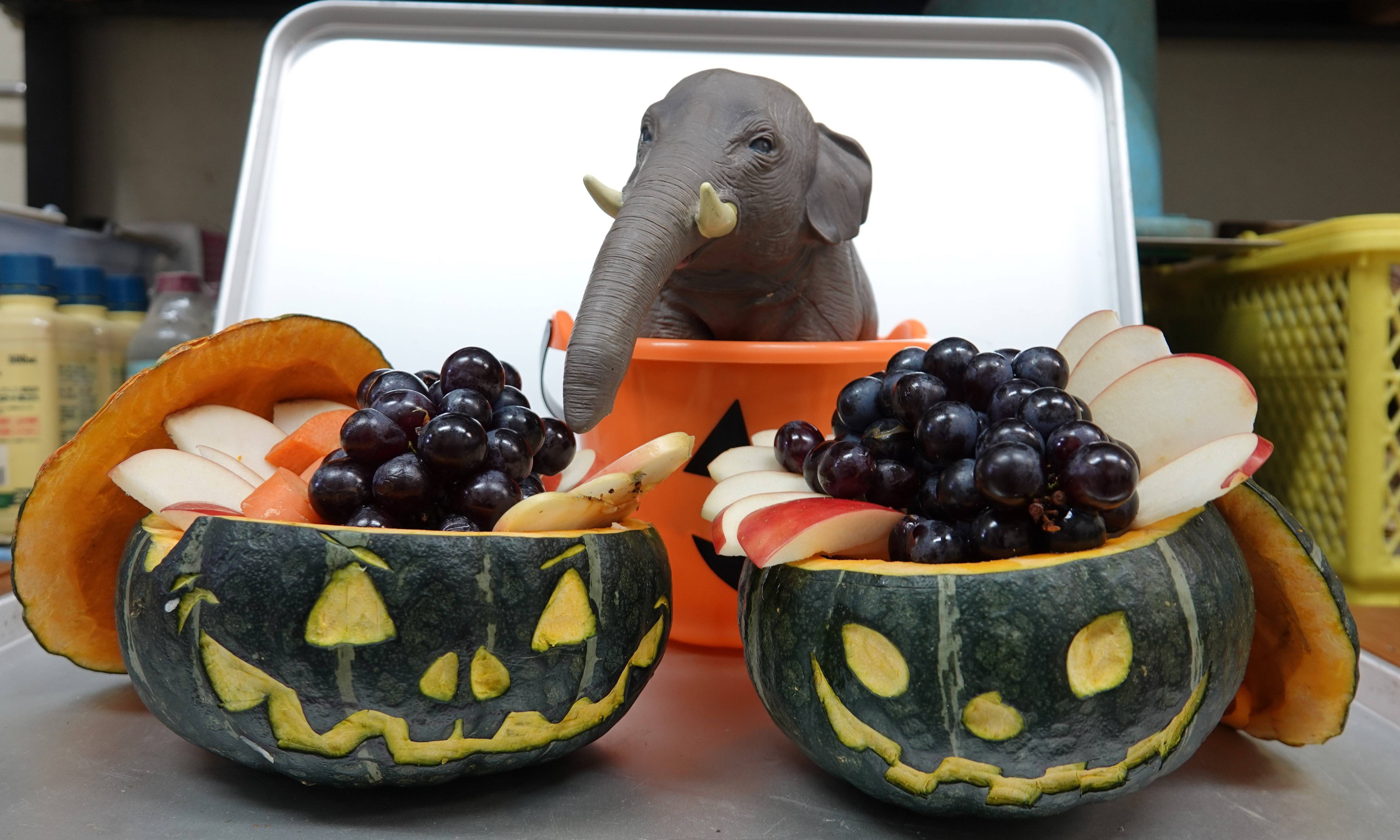 ハッピーハロウィン&バースデー!の写真