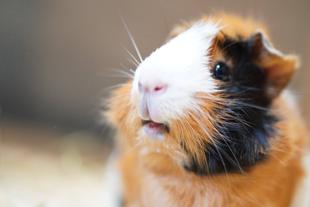 モルモットの〇〇シリーズ〜おくち編〜｜第五弾