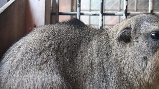 ケープハイラックスの毛のお話