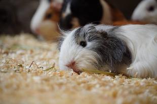 モルモットの〇〇シリーズ〜すやすや編〜|第三弾