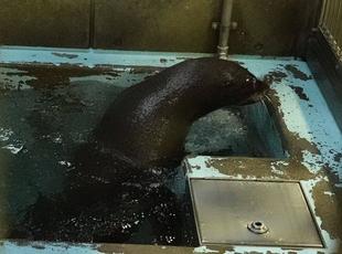 ミナミアフリカオットセイの「ワン」が来園しました。