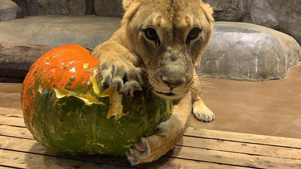 Halloween!の写真