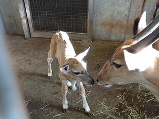 エランドのカルモ成長記録～生後1ヵ月まで～