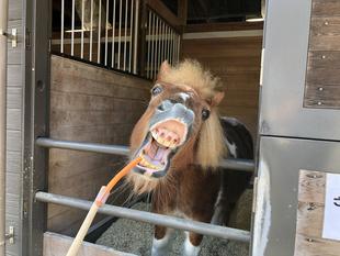 ぱかぱか広場のちょっとこわい話?