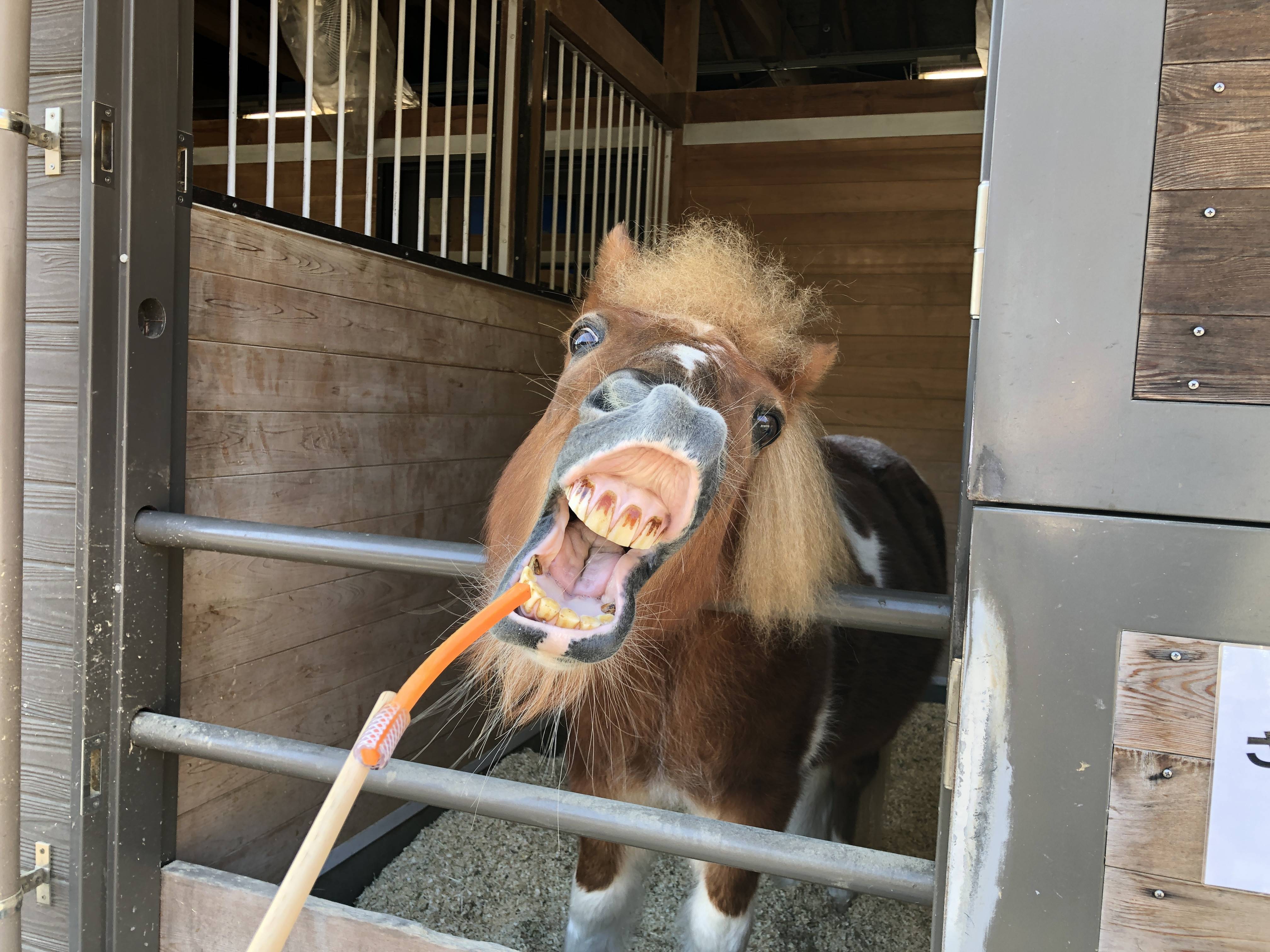 ぱかぱか広場のちょっとこわい話?の写真