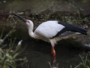 縁起が良さそうなので。。。