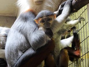 ホアの頭が・・・