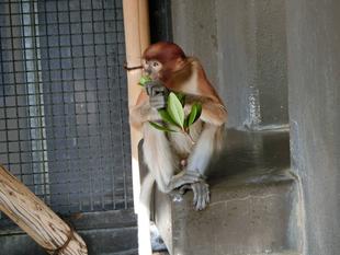 テングザルのうんち☆*+。