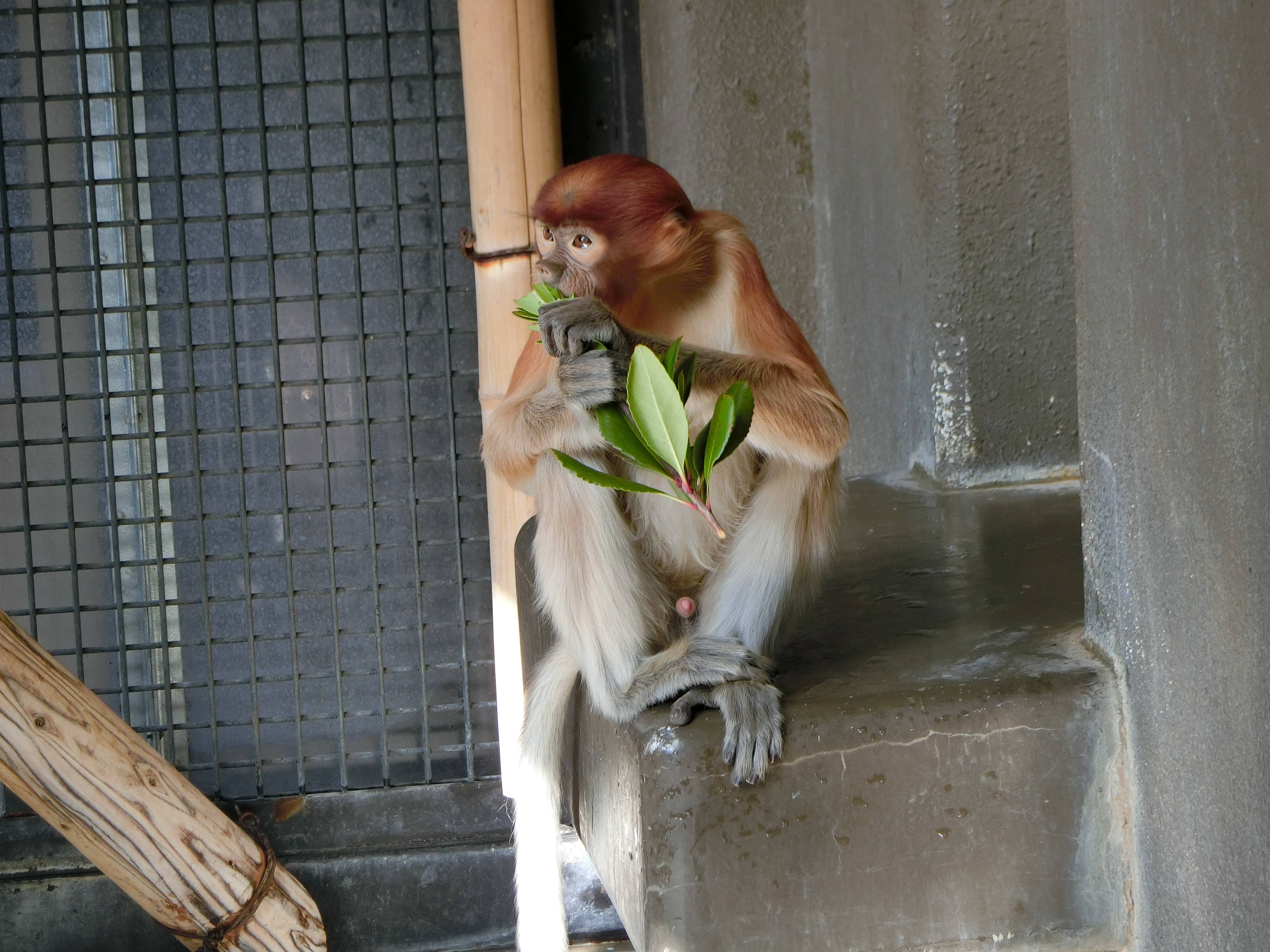 テングザルのうんち☆*+。の写真