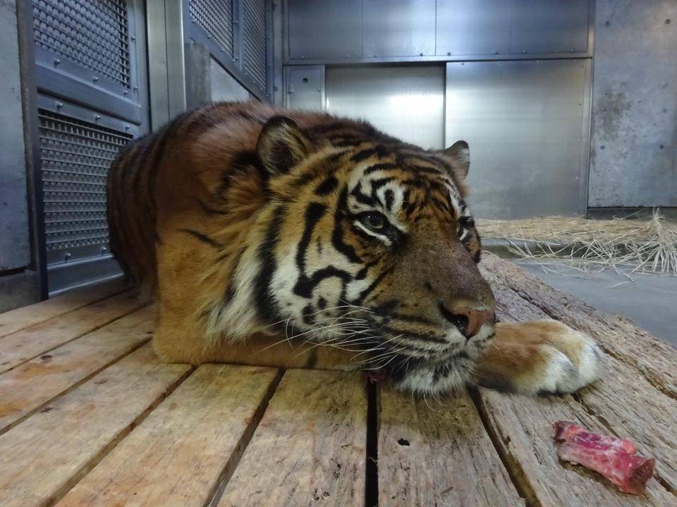 元気にしてますよ('ω')ノの写真