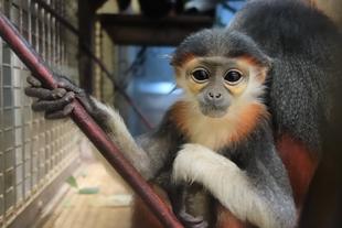 ドゥクの冬ごもり②