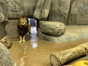 シドウ、練習中