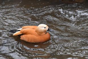 アカツクシガモの朝ごはん