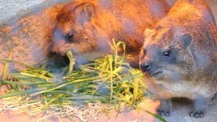 今年も青草の給餌、はじめました