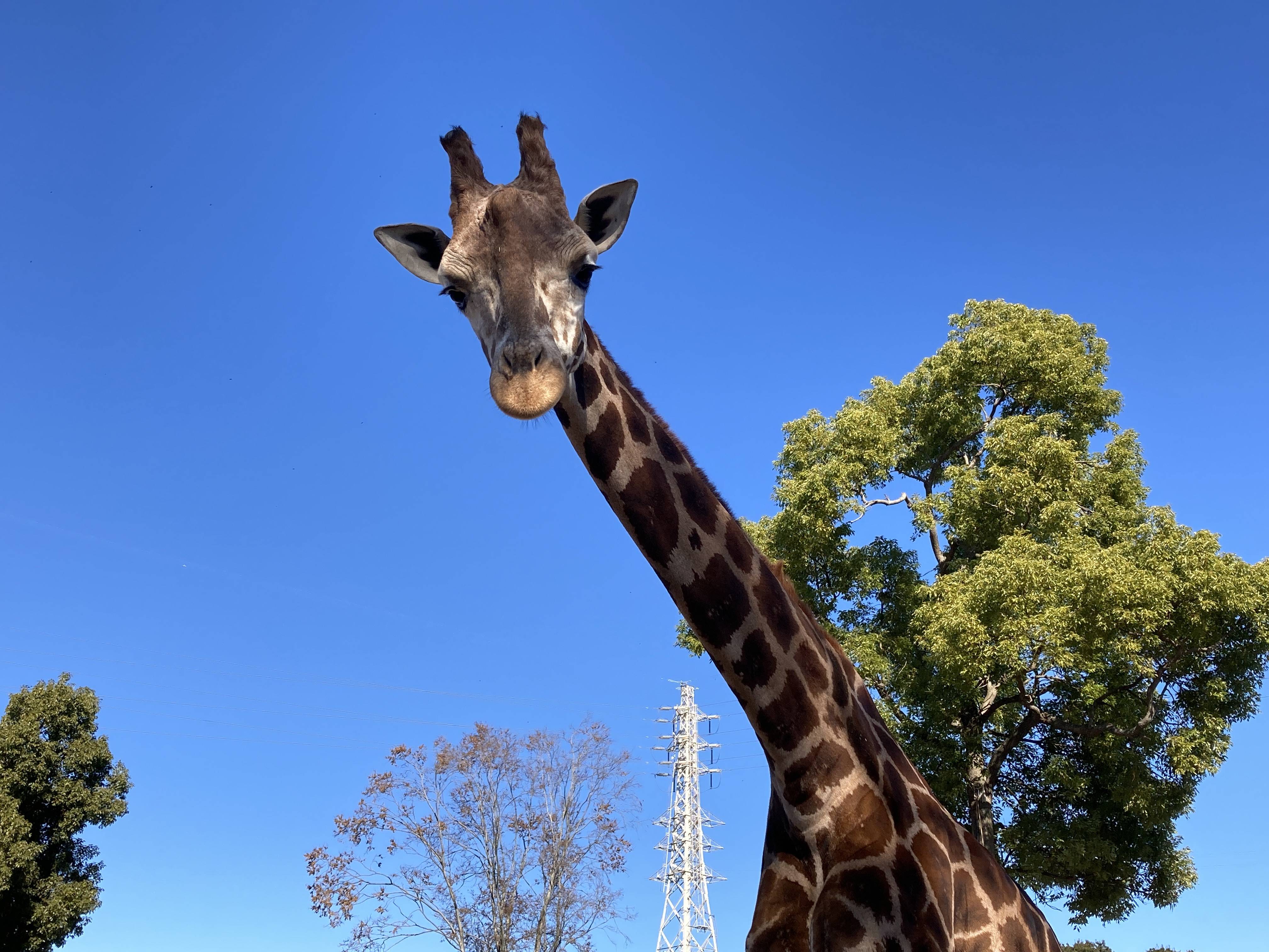 ハクナ6歳!の写真