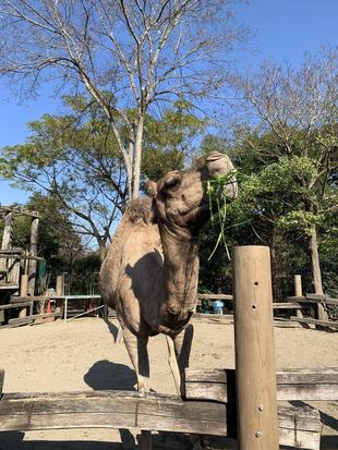 おいしい草が届きました。