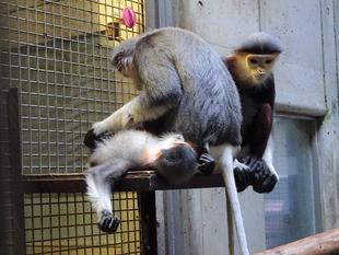 ドゥクの冬ごもり①