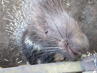 ネズミ年、終わる。