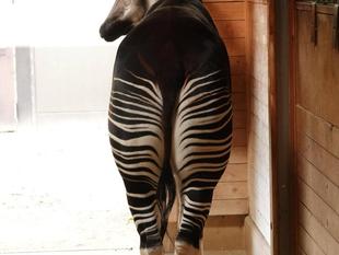 オカピたちの関係性は??(ホダーリ編)