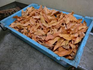 落ち葉の中の宝物☆*+。