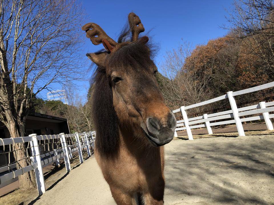 トナカイ?が ぱかぱか広場にやってきたの写真