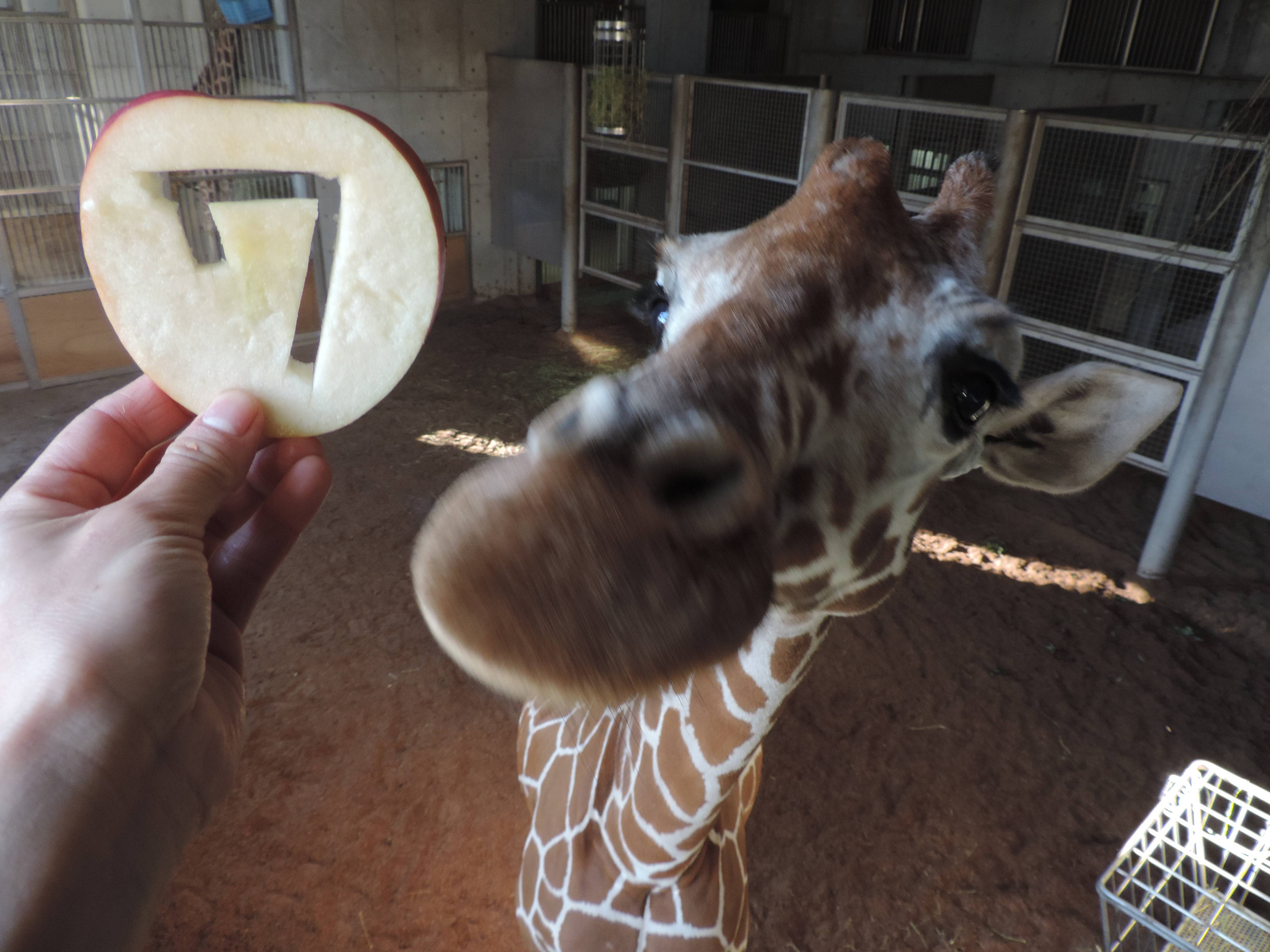 おめでとう★の写真