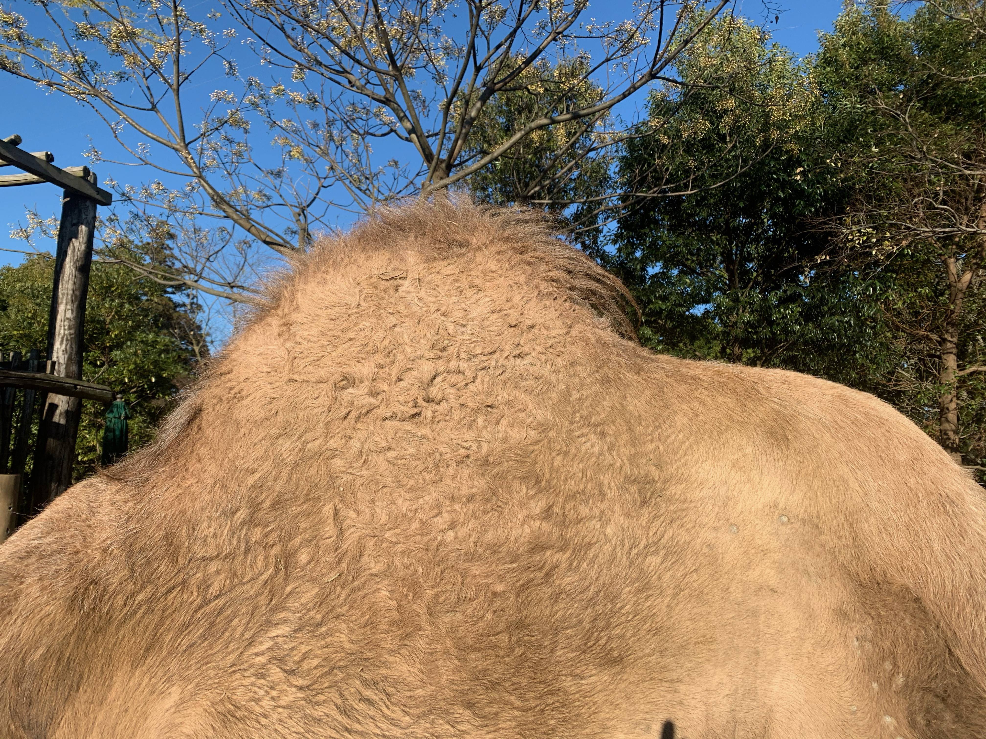 新年あけまして おめでとうございます!の写真