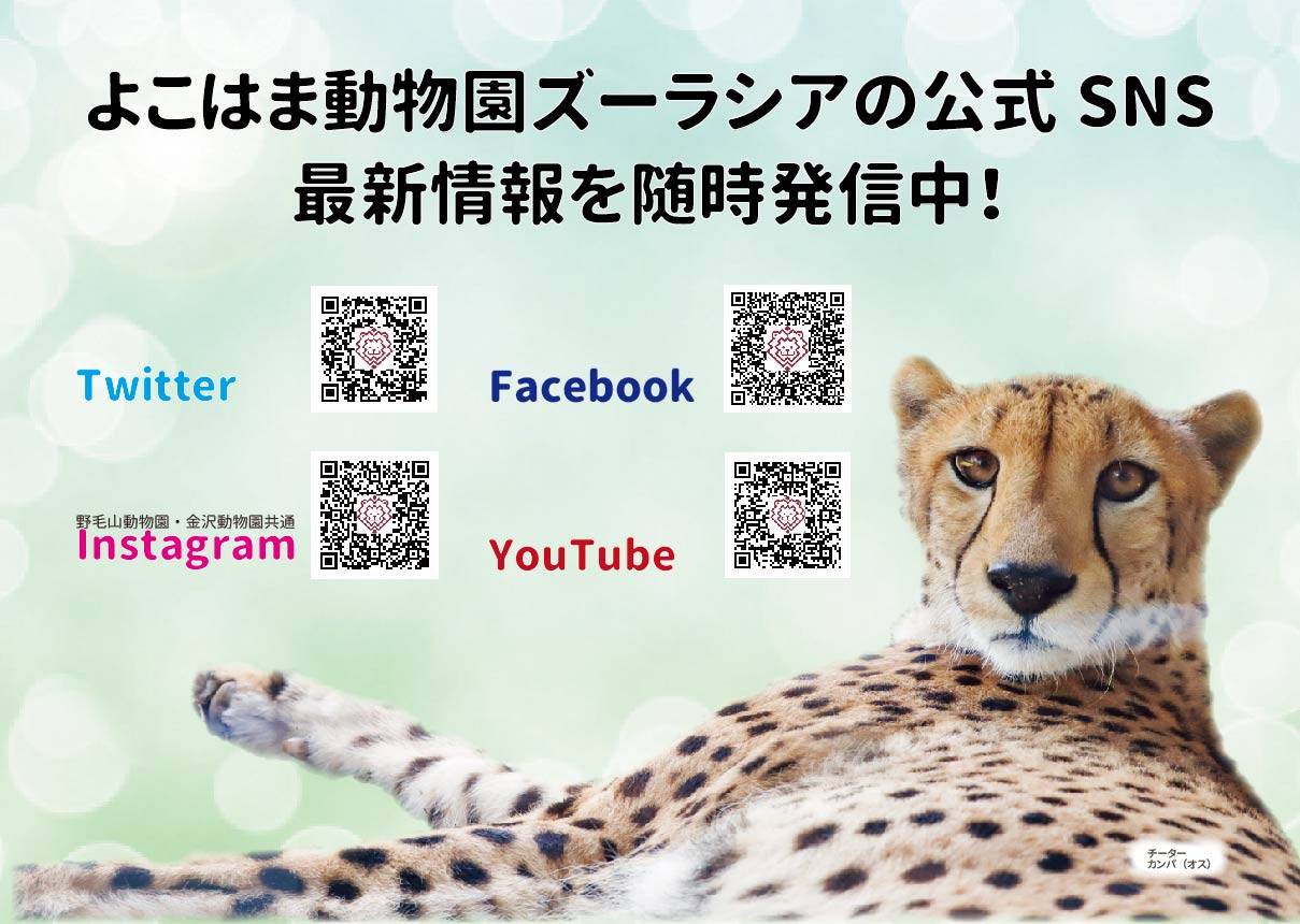 SNS・YouTube 随時発信中!の写真