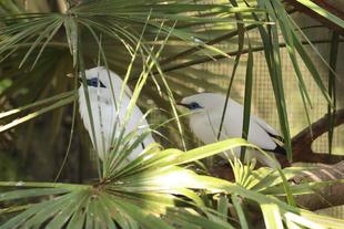 酉年が待ち遠しい・・・