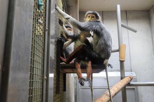 ドゥクの冬ごもり③