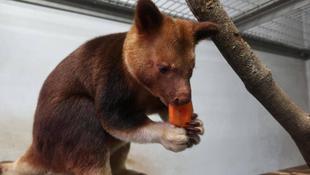 日本で迎える初めての誕生日