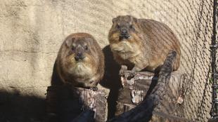 あらためてケープハイラックスのご紹介！③