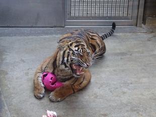 ムジュが牙をむくΣ(ﾟДﾟ)