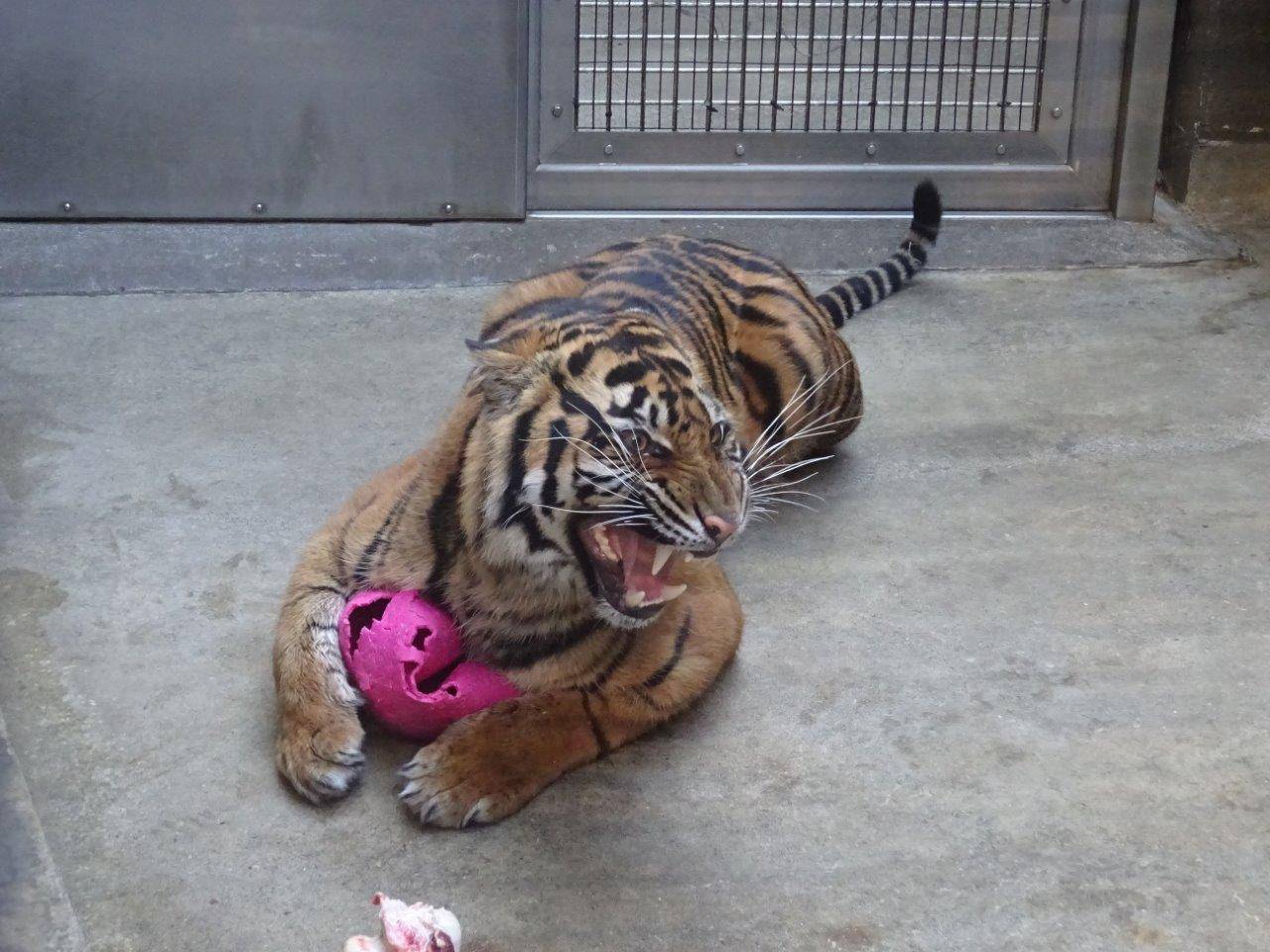 ムジュが牙をむくΣ(゚Д゚)の写真