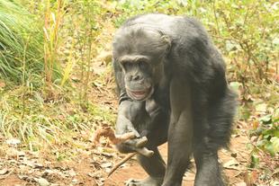 先週のチンパンジー①