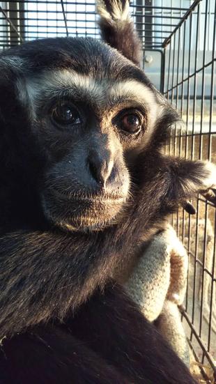 さようなら、ラシット。