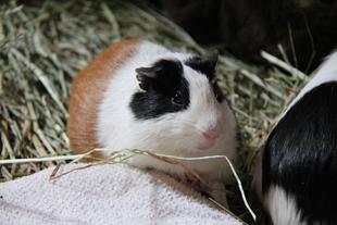 ずんぐりむっくり