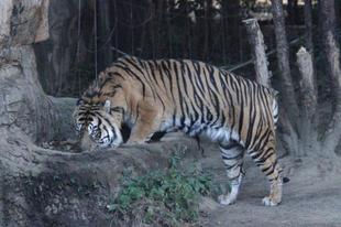 ガンター降臨－①