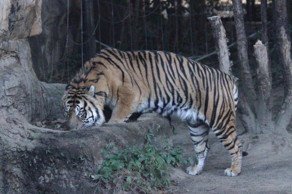 ガンター降臨-①の写真