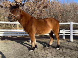 Xかな？わからない・・・。