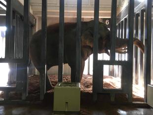 おが粉を敷きました！