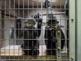 最近のロンロンとアマナツ