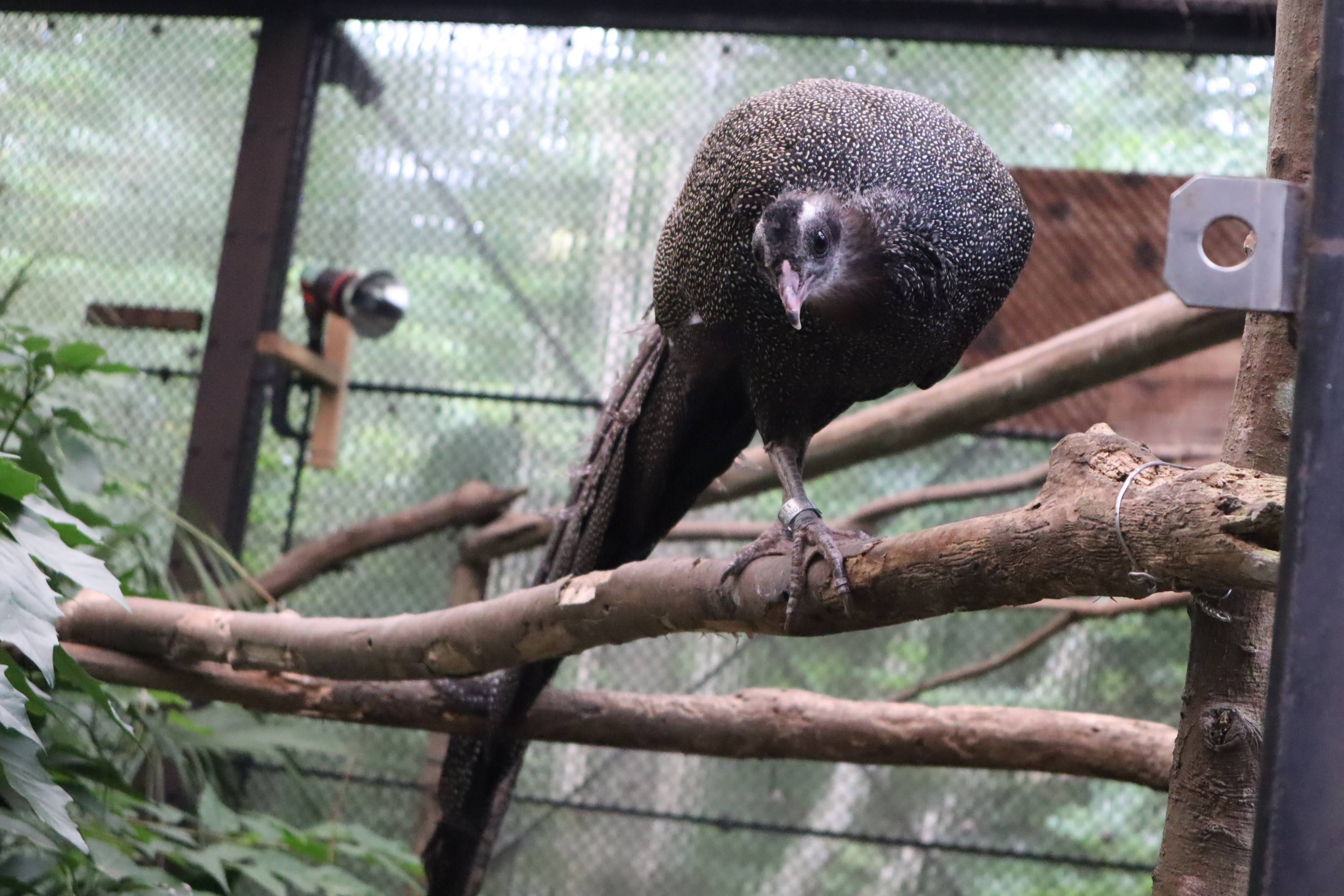 よこはま動物園ズーラシア公式サイト更新日:2021.02.01カンムリセイランひなっこ成長記#8(父親編)カンムリセイランひなっこ成長記#8(父親編)