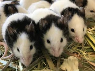 さよなら子年！次は！？