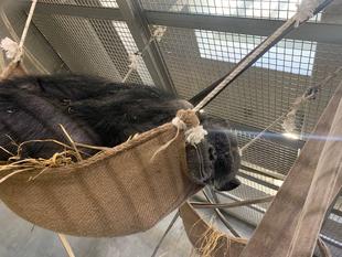 先週のチンパンジー②