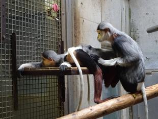 ドゥクの冬ごもり④